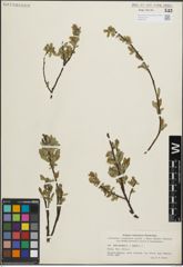 Foto von Salix hastata L. x Salix repens L.